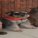 The Spirited Alley Banner