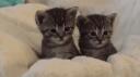  Sugar Babys | CHAT ・NEKOTINA・VC・ANIME・ Banner