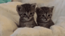 💸 Sugar Babys | CHAT ・NEKOTINA・VC・ANIME・ Banner