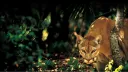 Cougar 🐅 - drednot.io banner