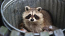 Cemitério do Procy 🦝🍂🪦 Banner