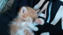 Floof Gang banner