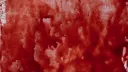 LASECTA banner