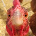 [CHKN] The Barnyard banner