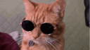 cool cats club banner