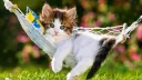 HRT - Floof Family banner