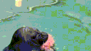 Tsumi's Seal Cove 🤍 server banner