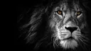 LEON SERVER banner