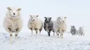 Scapegoats <Sheep> banner