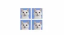 ₊ 🍼 ❜  blue milk banner