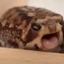 Бассейн Жабиков🐸 banner