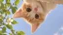 aus/nz kpop ✿ server banner