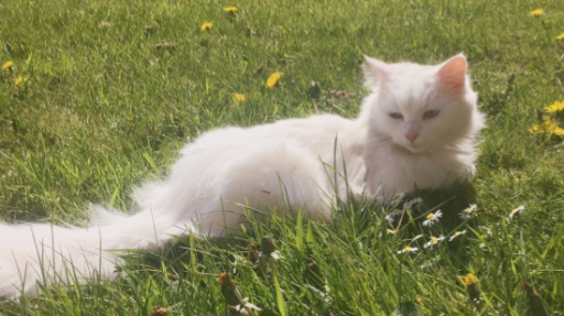 aus/nz kpop ♡ Discord server banner