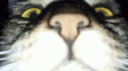 Polish_Polish banner