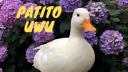 Ｐａｔｉｔｏ ＵｗＵ Banner