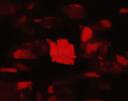  QTHUGS Banner