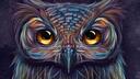 Day Owls Banner