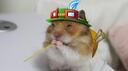 Bar de Teemo Banner