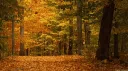🍂The Gamer Lounge🍂 server banner
