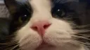 Pandacord banner