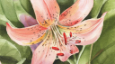 lilypond server banner