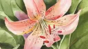 lilypond Discord server banner