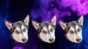 Husky's Hub banner