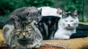 Unswallowed Committee Discord server banner