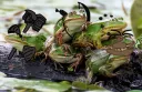 frog. banner