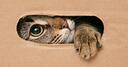 Cybercafe de Gatos Banner