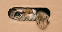 Cybercafe de Gatos banner