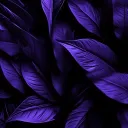𝐍𝐞𝐯𝐨𝐭𝐞𝐱 𝐎𝐫𝐢𝐠𝐢𝐧𝐚𝐥𝐬 Discord server banner