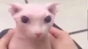 Alli’s Kittens banner
