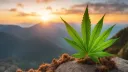 STONEY LODGE Discord server banner