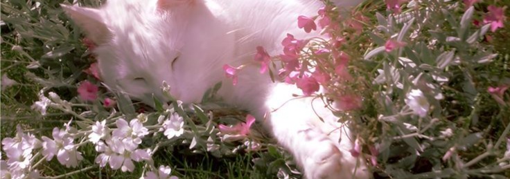 riley Banner