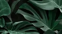 Definitely NOT a Cult banner