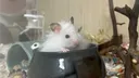 Hamster Care Central server banner