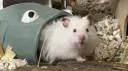 Hamster Care Central banner