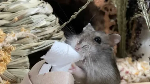 Hamster Care Central banner