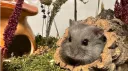 Hamster Care Central banner