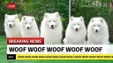 The DogHouse banner