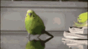 Parrot Kingdom banner