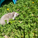Nonbinary Treehouse 🦔 banner
