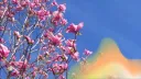 The Butterfly Sanctuary Discord server banner