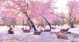 チェリーブロッサム🌸 Discord server banner