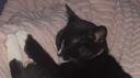 snafu  Banner