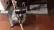 Möstly Harmless banner