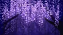 ♡₊✦ Serenity ‧ ╴ Discord server banner