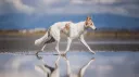 Silken Windhounds banner