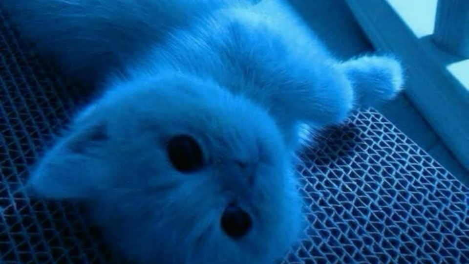 ✮⋆˙Soothing Waves✨ Discord server banner